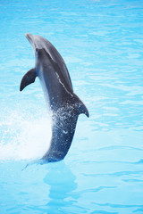Fototapeta premium Dolphin show