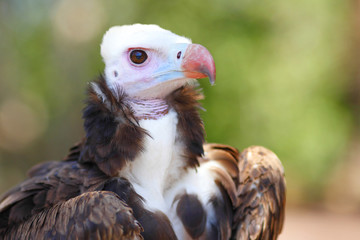 White-headed Vulture
