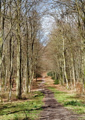 Chemin dans un bois