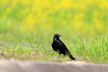 ハシボソガラス