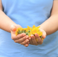 Mani con fiori di tarassaco