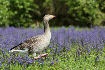 Greylag goose