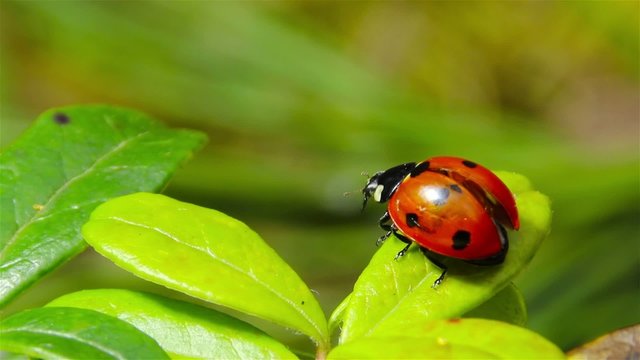 ladybug takes off from the leaf