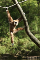 Kletteraffe