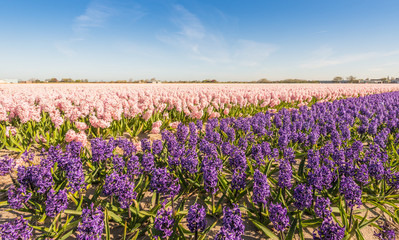 Field with pink and purple blooming Hyacinth bulbs