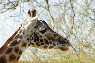 Obraz premium Profile of Rothschild Giraffe