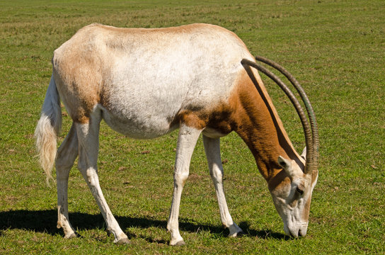 scimitar horned oryx grazing