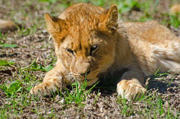 Obraz premium Lion cub