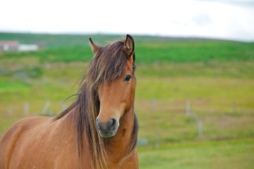 Obraz premium Icelandic Horse