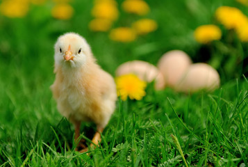 Little chicken on the grass
