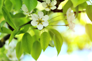 Pear blossoms in spring