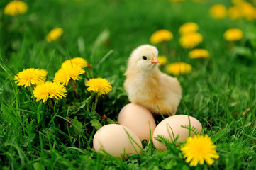 Little chicken on the grass