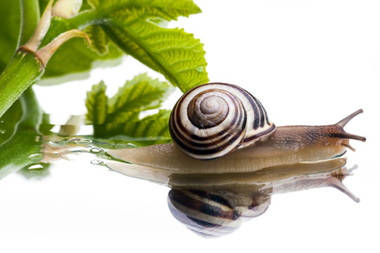 chiocciola reflex