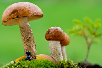 Season for mushrooms