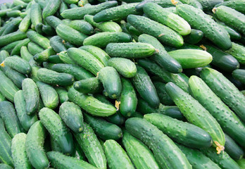 Fresh cucumbers in the market.