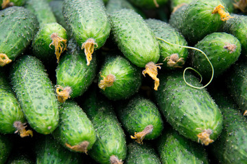 Fresh cucumbers in the market.