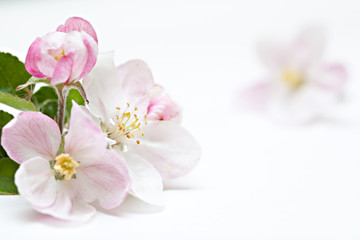 Fototapeta na wymiar apple tree flowers on white