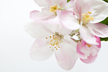Fototapeta na wymiar Apple tree flowers on white