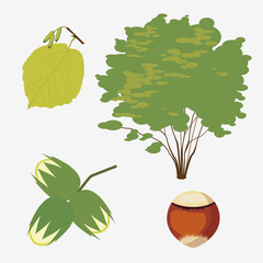 hazel grove ordinary with a realistic leaf and nut