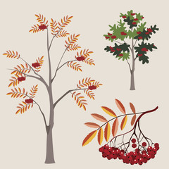 ordinary mountain ash in various options with a leaf and berries