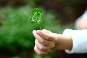 Four-Leaved Clover in a Child´s Hand - obrazy, fototapety, plakaty
