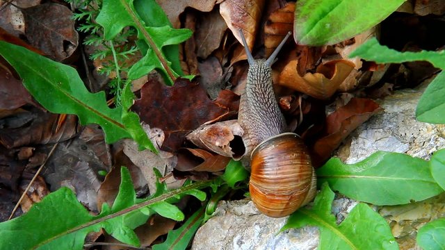 Snail in its natural environment, researching.