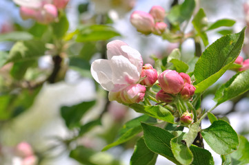 fleurs de pommier