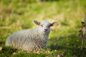 Obraz premium Landschaf - Jungtier II.