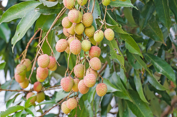 fresh lychee on tree