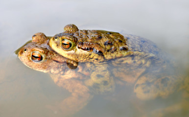 toad, Bufo bufo, in a pond