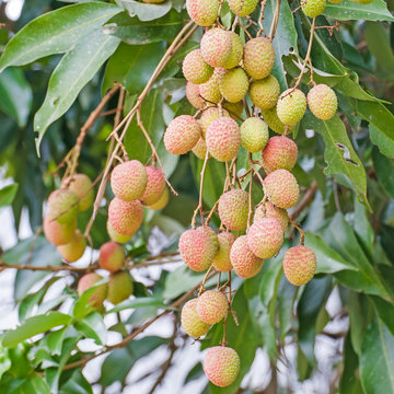 fresh lychee on tree
