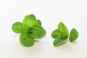 香草のミント葉 © F_studio
