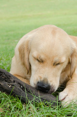 棒遊びに夢中な子犬　（ゴールデン、9ヶ月）