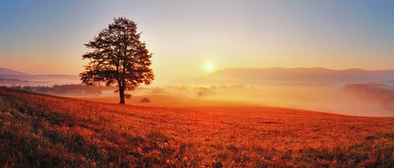 Fototapeten Baum und Sonne © TTstudio