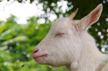 Fototapeta premium GOAT listening to the wind 風を聴く山羊