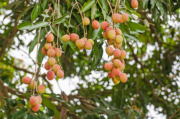 fresh lychee on tree