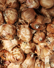 Picture of tulip bulb