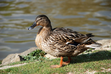 Female mallard standing by the water