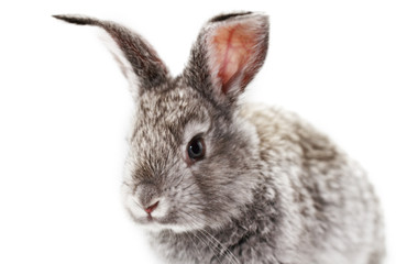 Gray rabbit