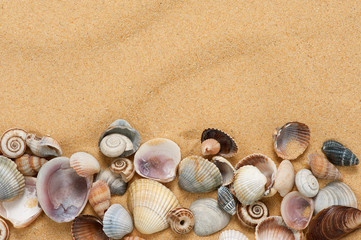 Fototapeta na wymiar sea shells with sand