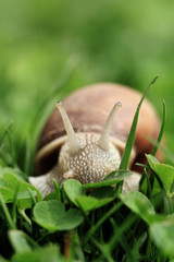 Obraz premium Snail (Helix pomatia)