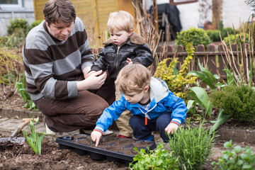 Two little boys and father planting seeds