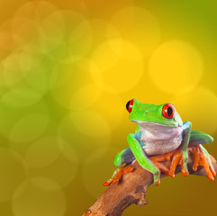 red eyed tree frog