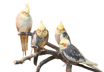 group of cockatiels, isolated on white