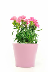 カーネーション