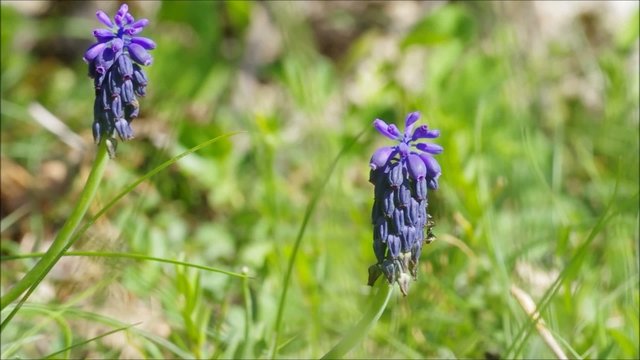 Jacinthe &agrave; Grappes(muscari armeniacum)