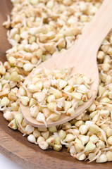 green sprouts buckwheat in wooden bowl closeup