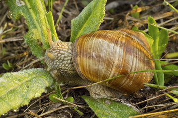 snail