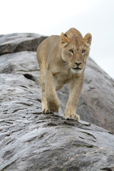 Fototapeta premium Lioness walking down a wet rock