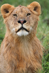 Obraz na płótnie Canvas Portrait of a young lion against green background